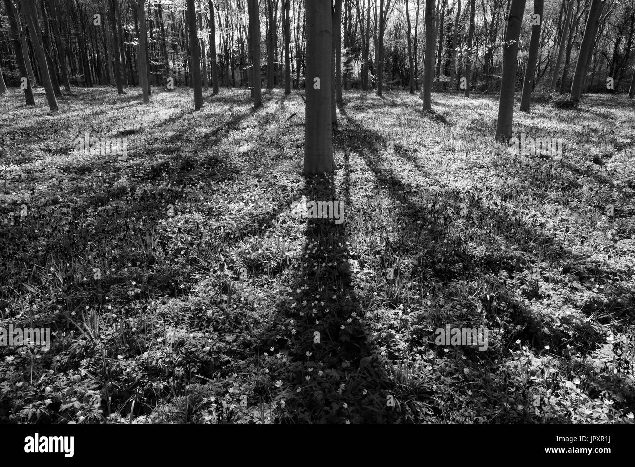 Paysage de printemps, tapis de jacinthes et Anémone des bois fleurs ; Castor Hanglands ; bois ; Angleterre Cambridgeshire Banque D'Images
