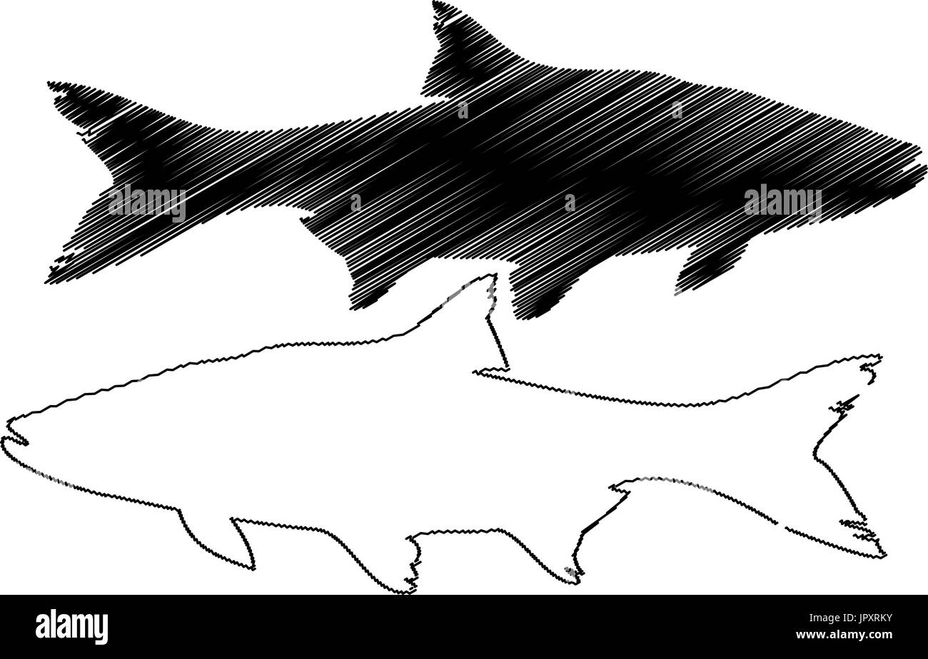 Silhouette vecteur, ASP (Aspius aspius), Illustration de Vecteur