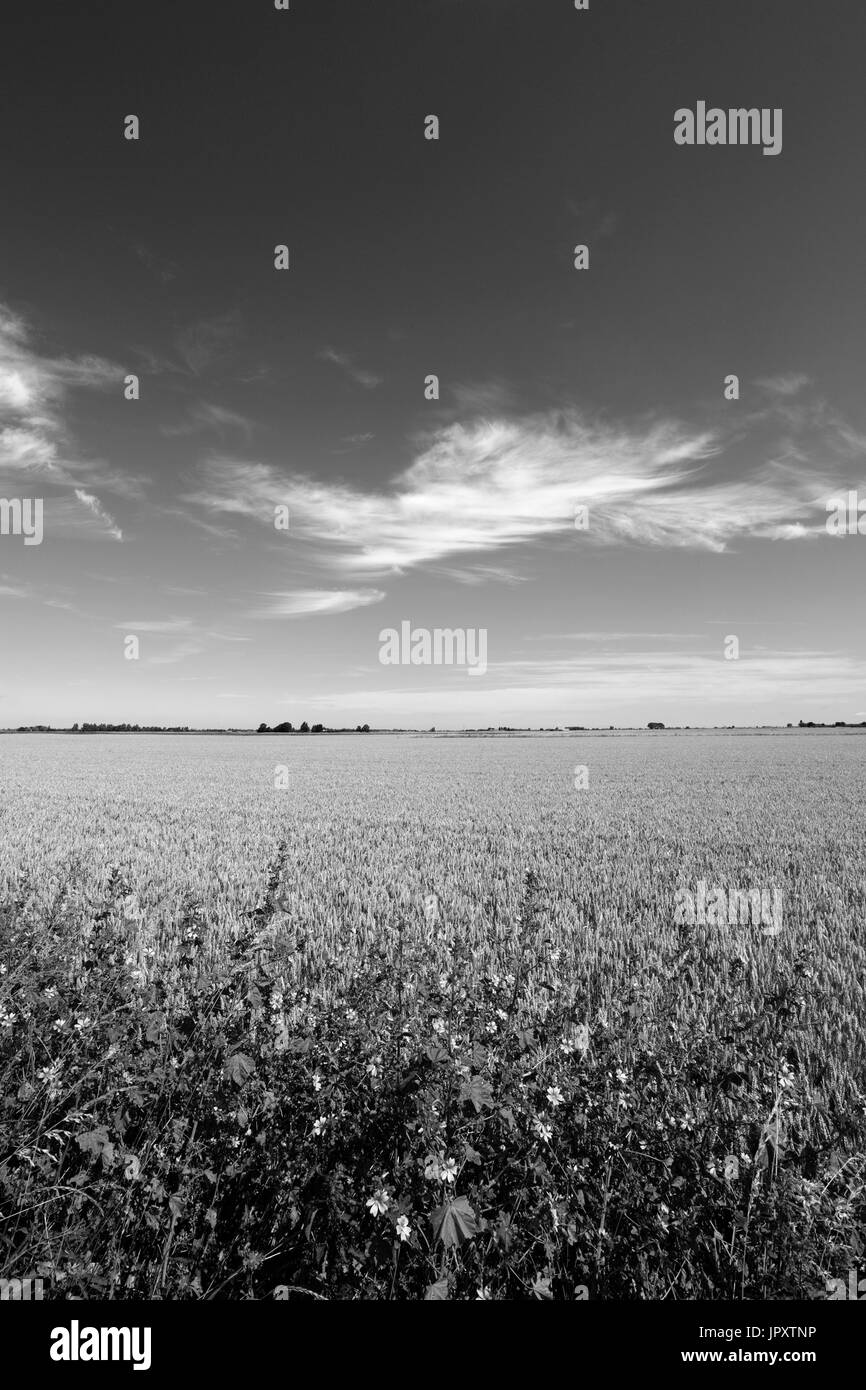 La récolte de blé d'été dans un Champ de Mars, Fenland town, Cambridgeshire, Angleterre, RU Banque D'Images