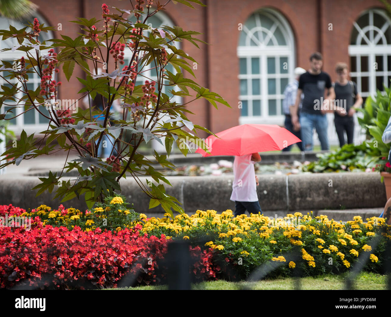 Une jeune femme portant un parapluie rouge marche dernières fleurs dans les jardins botaniques Palmengarten à Frankfurt am Main, Allemagne, le 3 août 2017. Autour de 20 millions d'euros doivent être investis dans la rénovation des jardins. Photo : Frank Rumpenhorst/dpa Banque D'Images