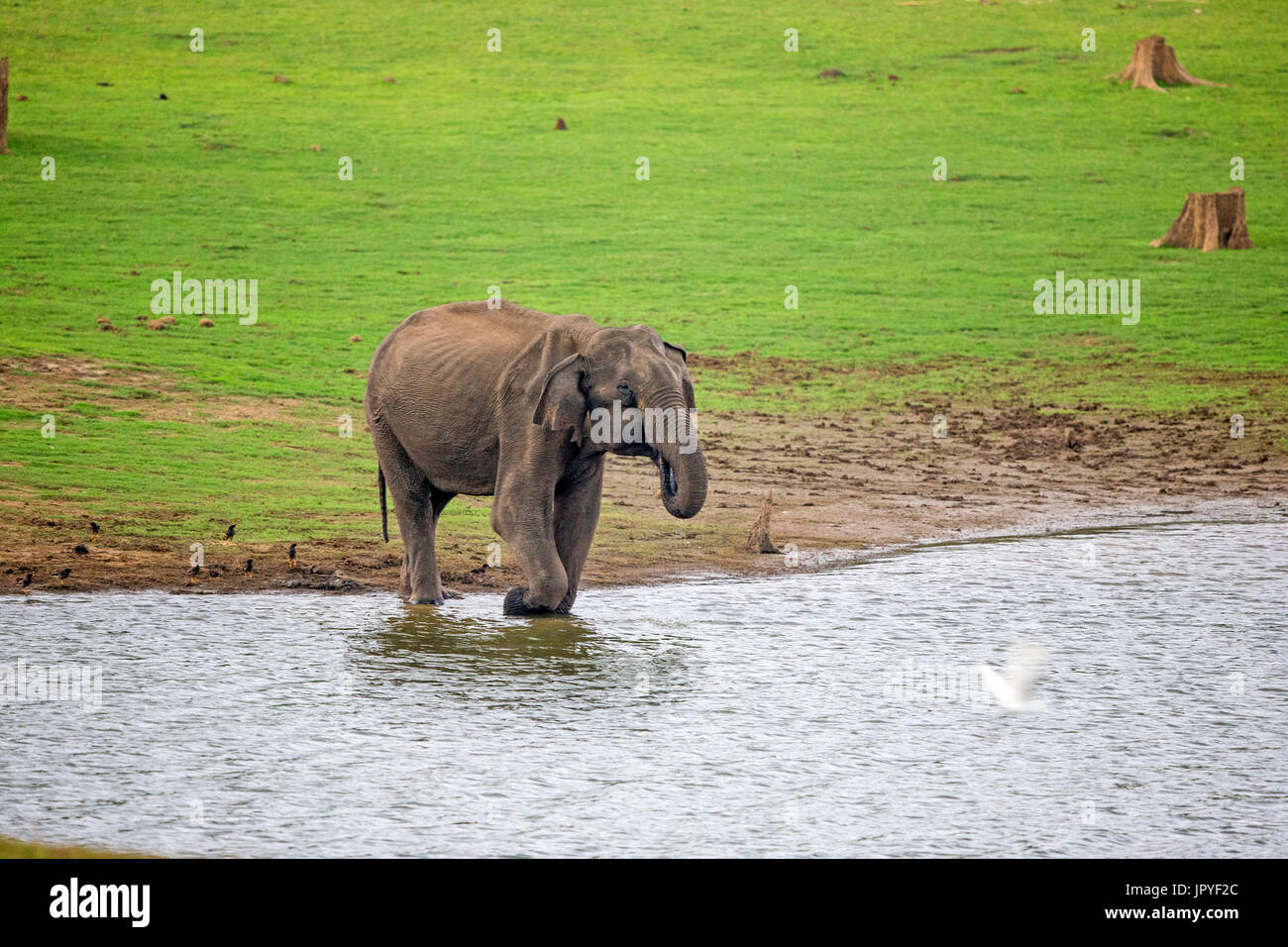 L'éléphant d'Asie au bord de l'eau - Inde Nagarhole Banque D'Images
