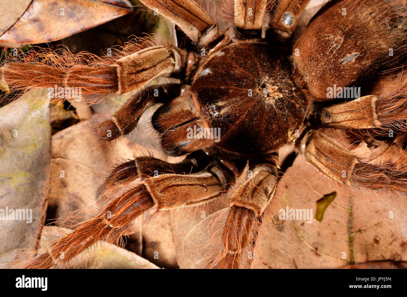 Goliath birdeater tarantula theraphosa blondi Banque de photographies ...