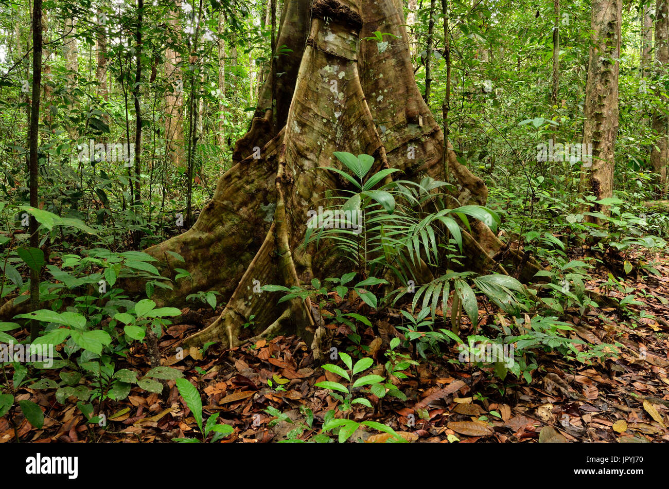 Contreforts de l'arbre de la forêt amazonienne en Guyane - Parc Banque D'Images