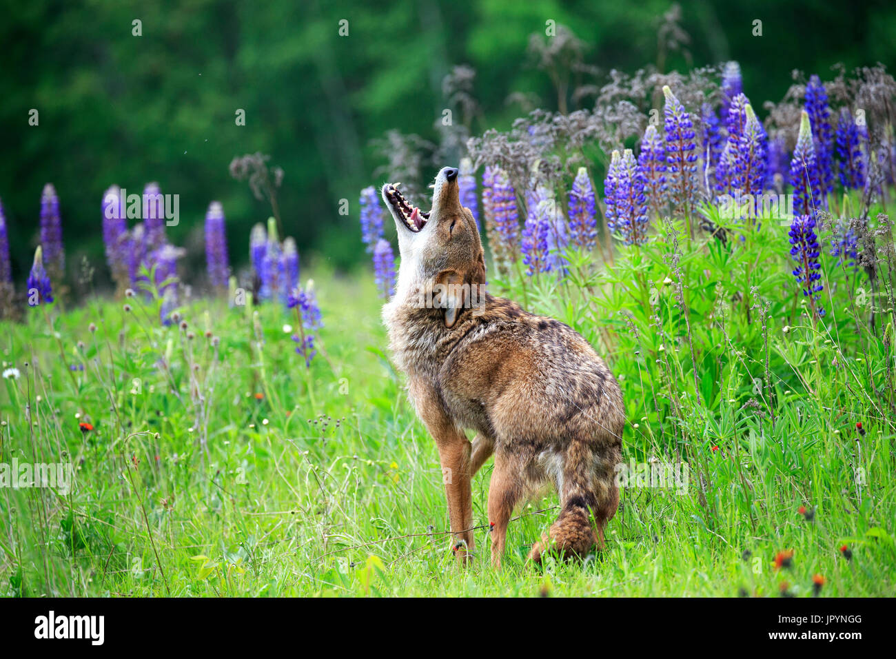 Coyote howling Banque de photographies et d'images à haute résolution -  Alamy