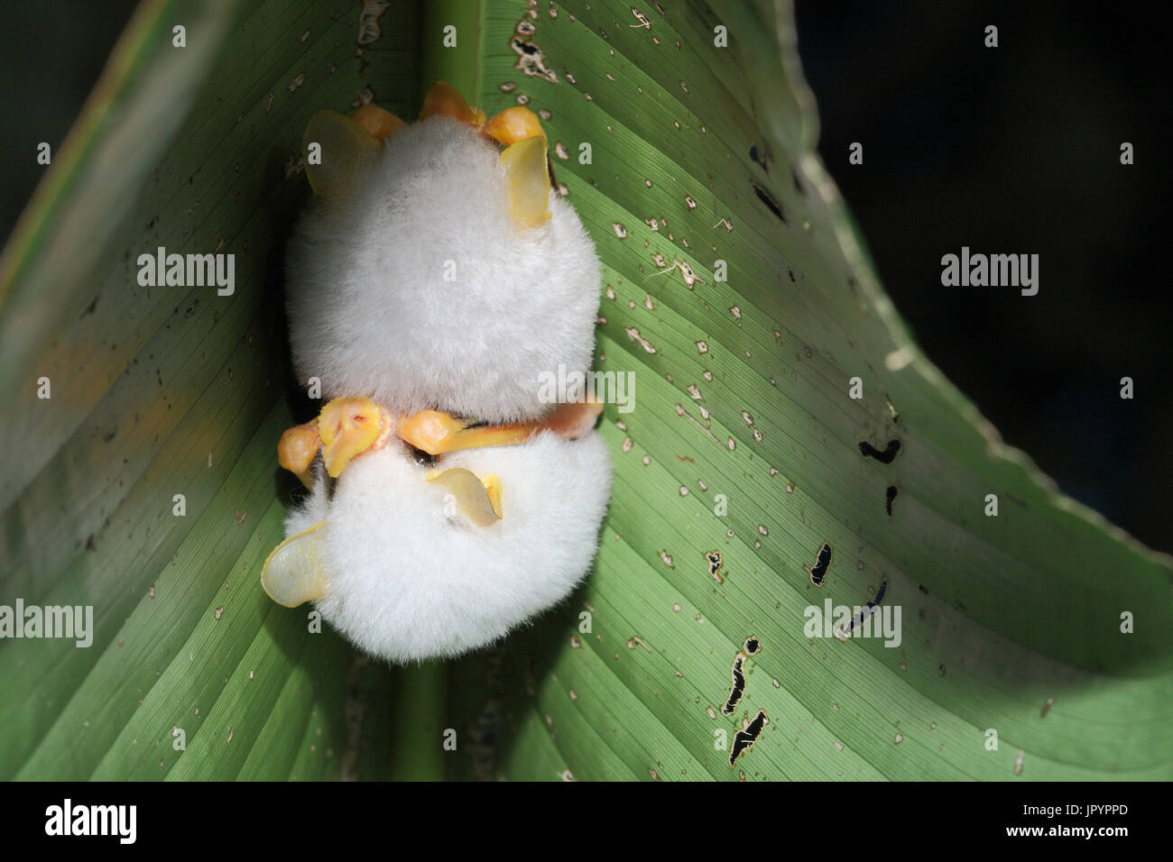 Chauve Souris Blanche Hondurienne Ectophylla Alba Banque D Image Et Photos Alamy