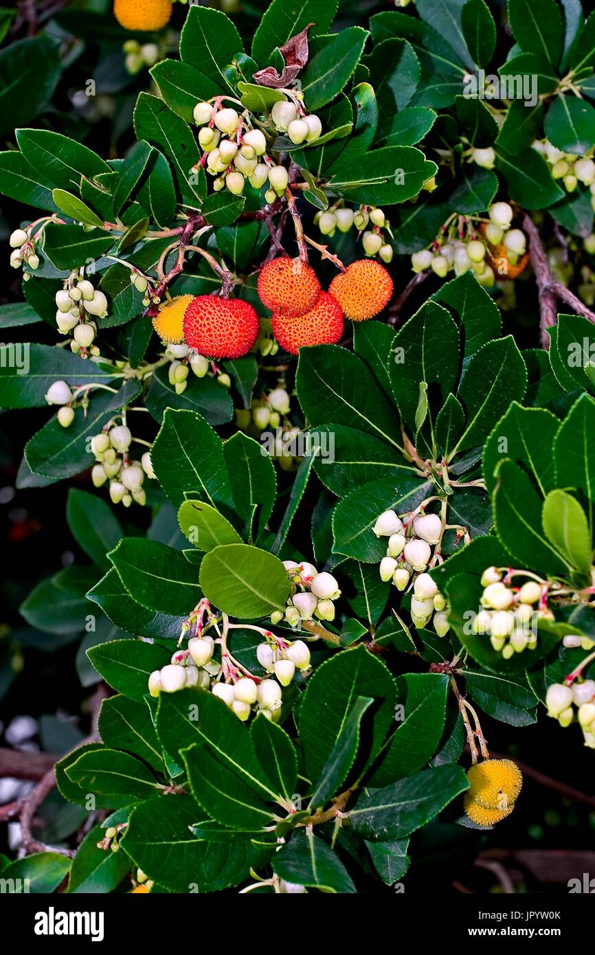 Erdbeerbaum apporte toute l'année toujours comestible Fruits en. 