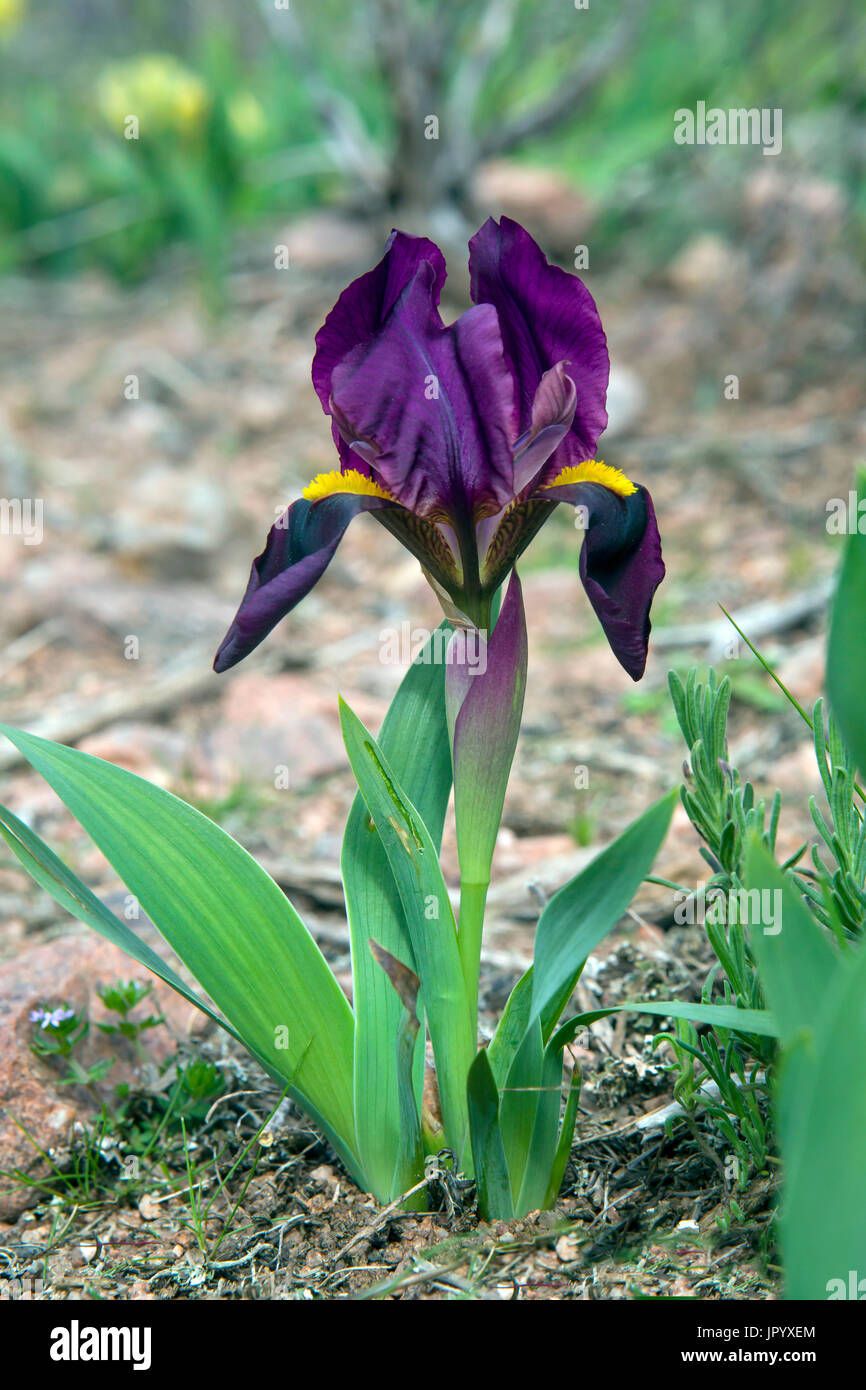 Iris nain (Iris pumila), violet forme en fleur au printemps, Plaine des  Maures de la région des Mayons, France Photo Stock - Alamy