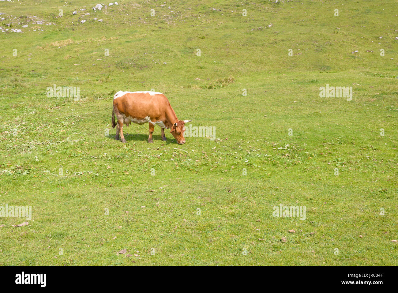 Brun et blanc, le pâturage du bétail au pâturage en montagne, Alpes européennes, Velika Planina, Slovénie Banque D'Images