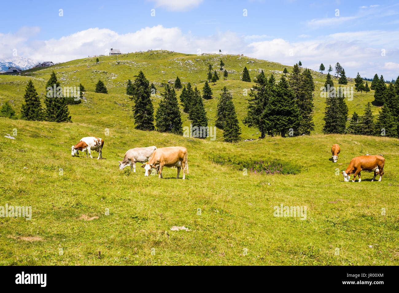 Brun et blanc, le pâturage du bétail au pâturage en montagne, Alpes européennes, Velika Planina, Slovénie Banque D'Images