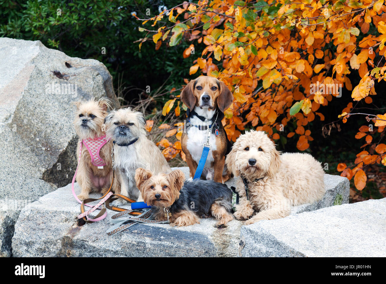 Les chiens dans le parc Banque D'Images