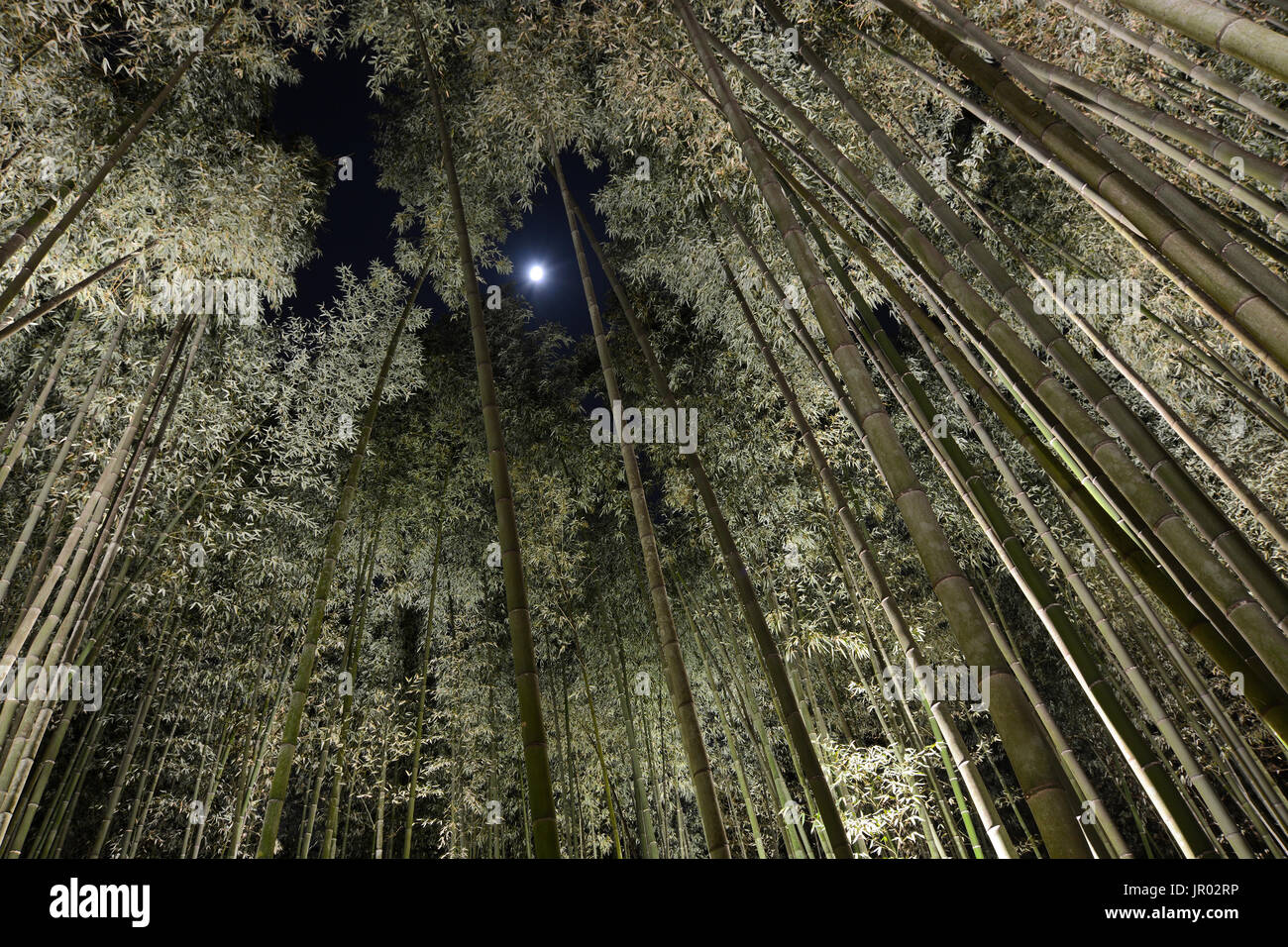 Forêt de bambou haut de nuit avec la lune à travers un trou dans l'auvent Banque D'Images