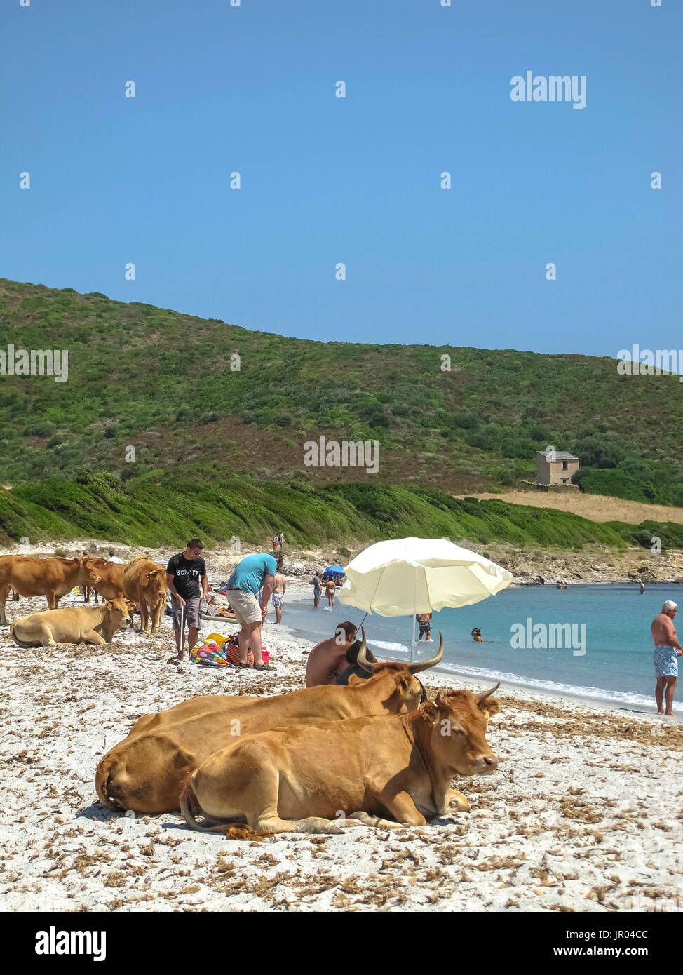 Les Vaches Sur La Plage De U Bed Macinaggio Corse Banque