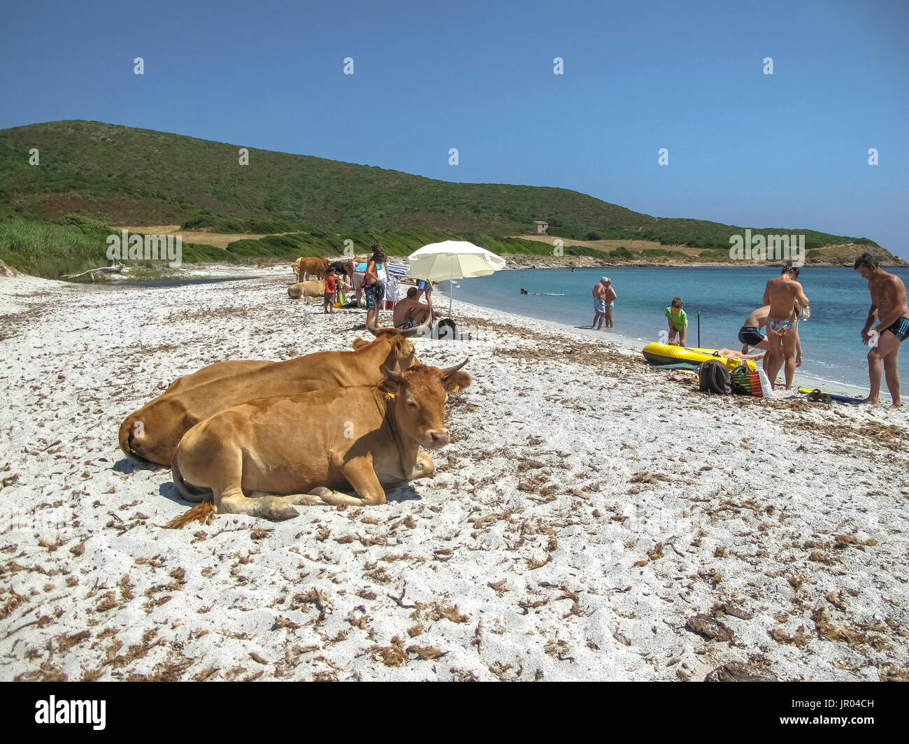 Les Vaches Sur La Plage De U Bed Macinaggio Corse Banque