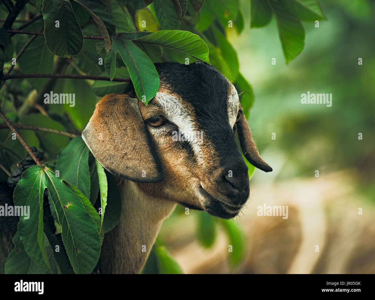 Portrait of a cute chèvre près d'un arbre. Banque D'Images