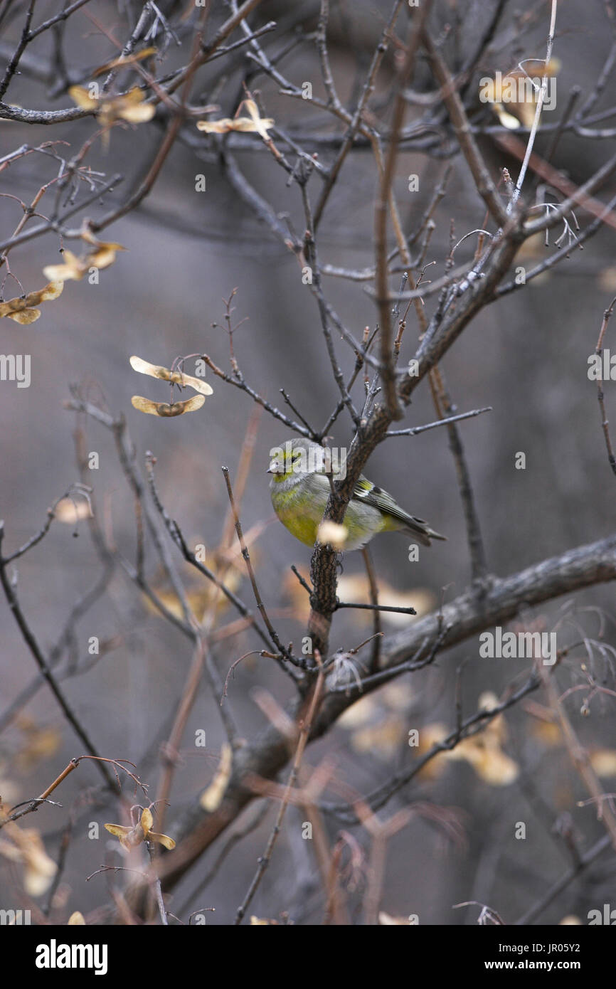 Venturon montagnard Serinus citrinella mâle dans domaine maple Acer campestre arbre près de Briançon Parc National des Ecrins Alpes Banque D'Images
