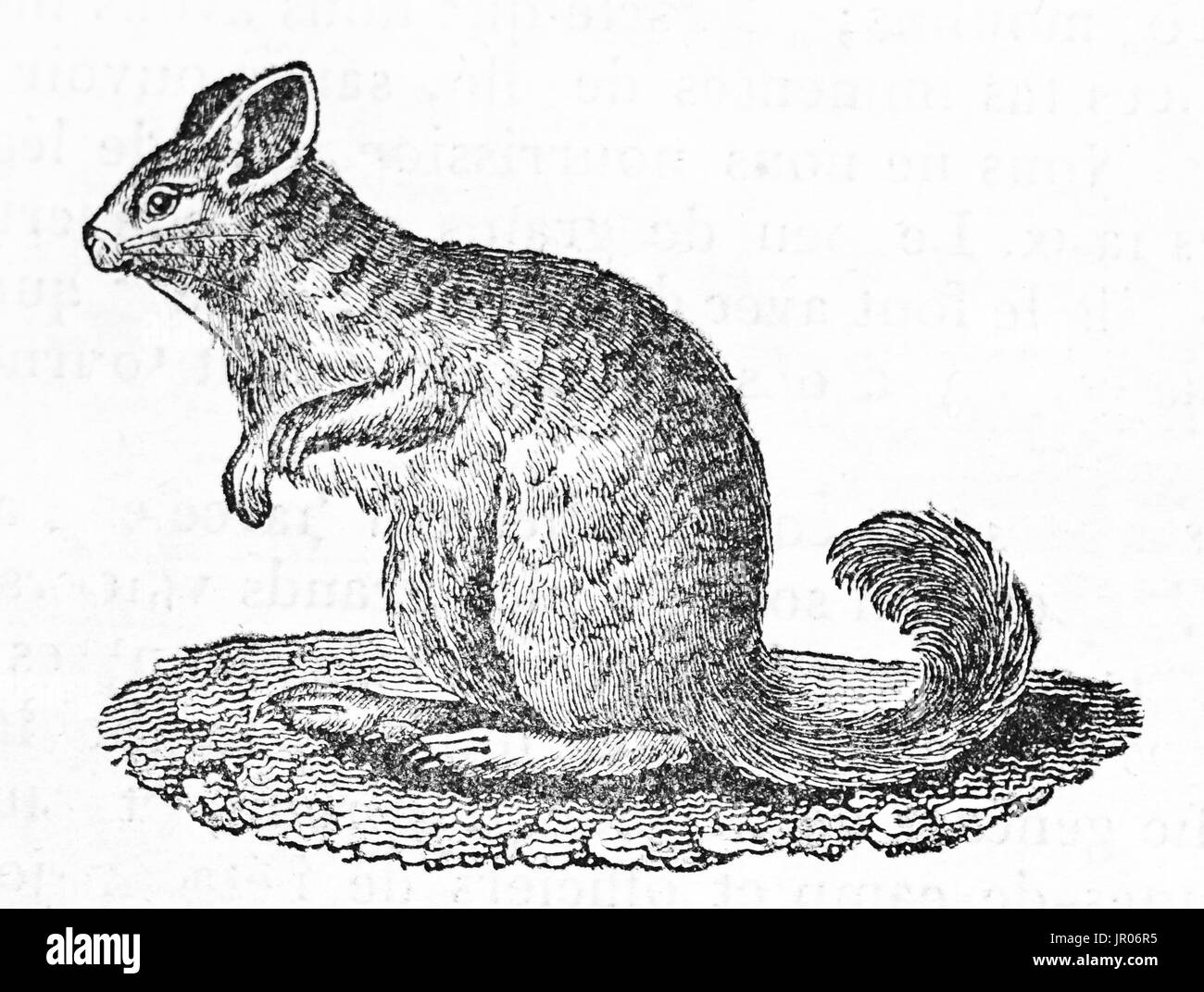 Vieille illustration d'un chinchilla (Chinchilla lanigera). Par auteur non identifié, publié le Magasin Pittoresque, Paris, 1833. Banque D'Images