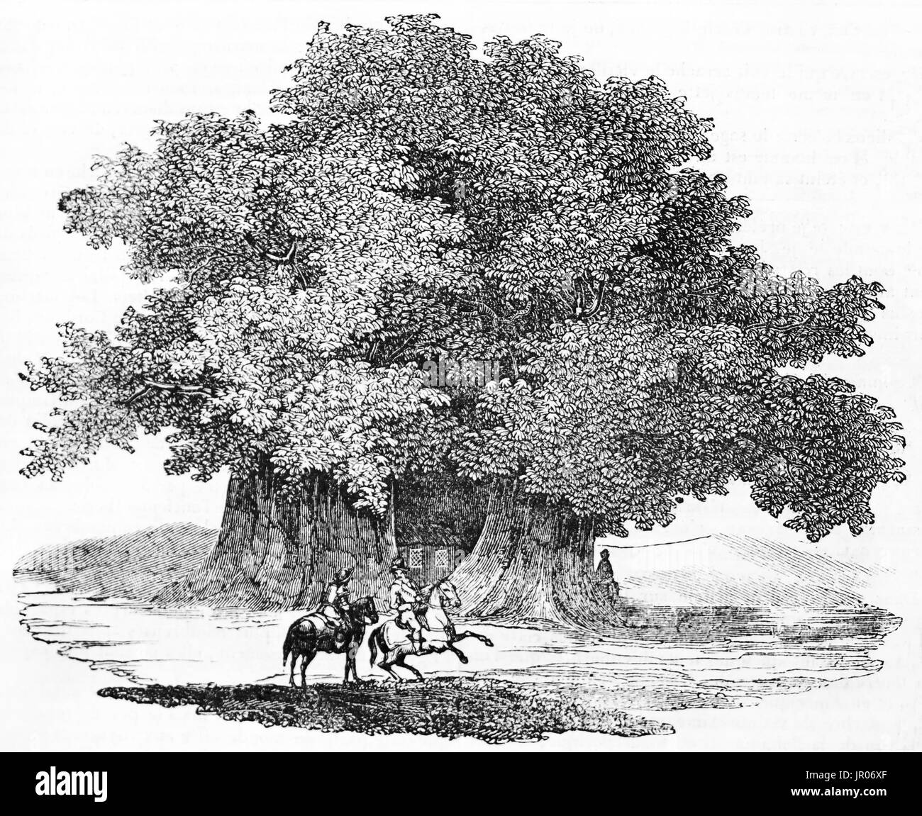 Vieille illustration de centaines de châtaigne, le plus vieux et le plus grand marronnier dans le monde, versant est de l'Etna, en Sicile. Par des inconnus au Banque D'Images