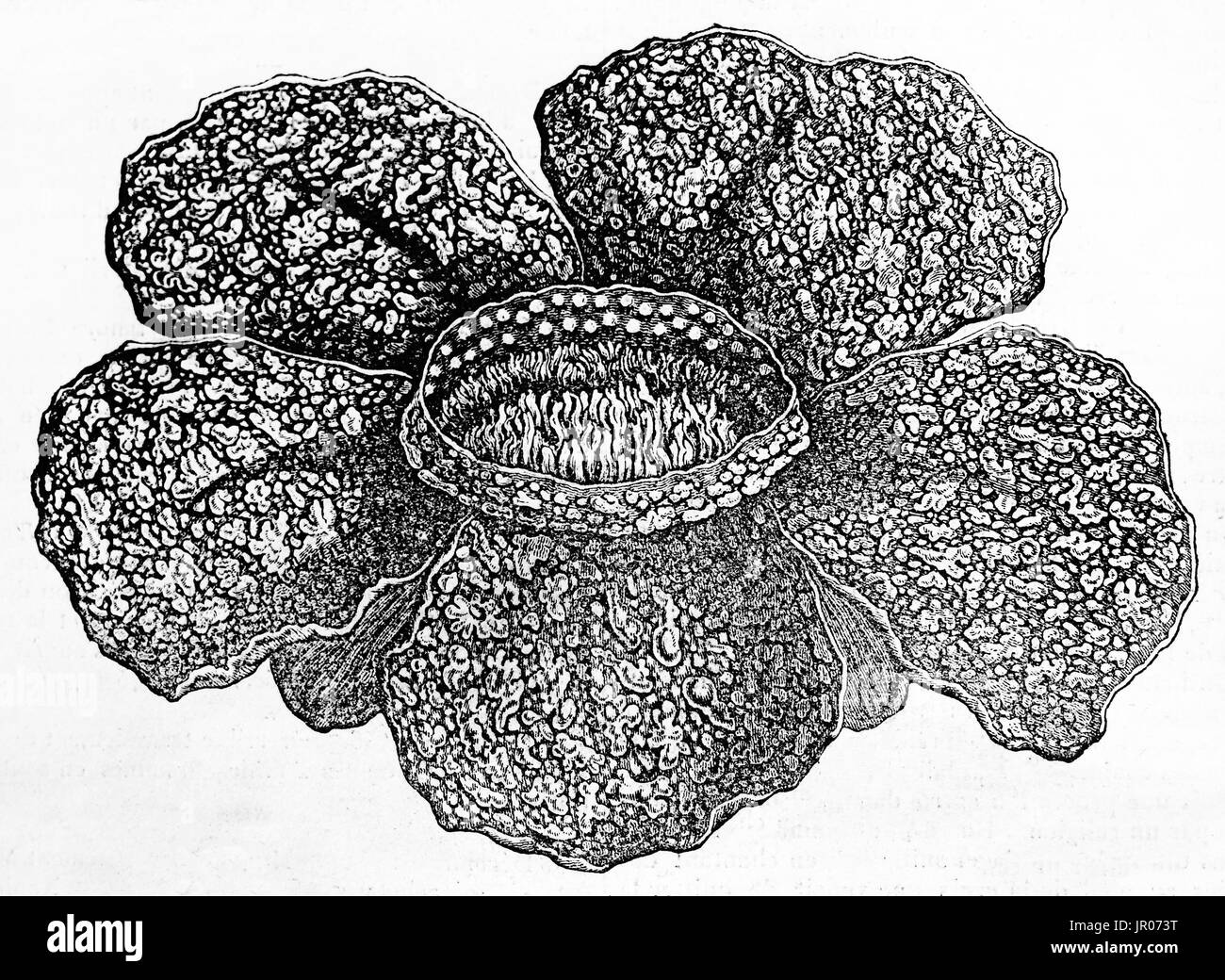 Grave Raffles Rafflesia Arnoldii Banque d'image et photos - Alamy