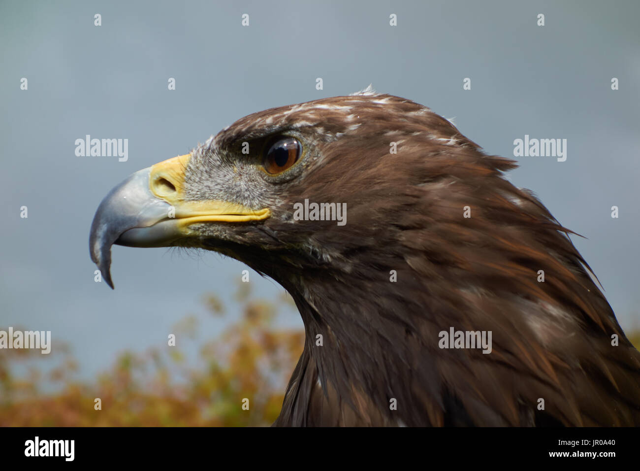 L'aigle royal. Aquila chrysaetos en captivité. UK Banque D'Images