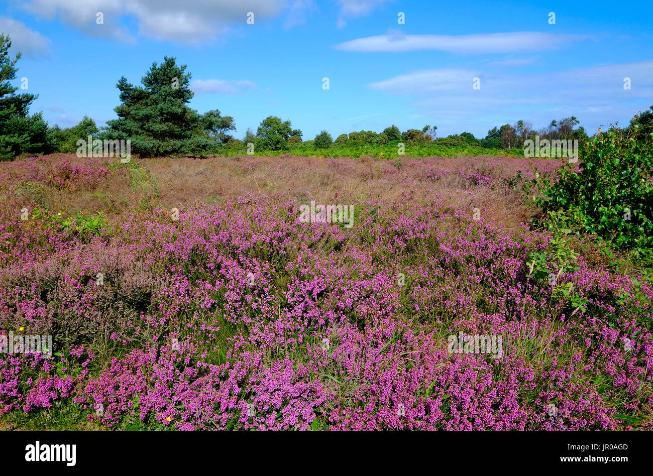 La lande à kelling heath, North Norfolk, Angleterre Banque D'Images