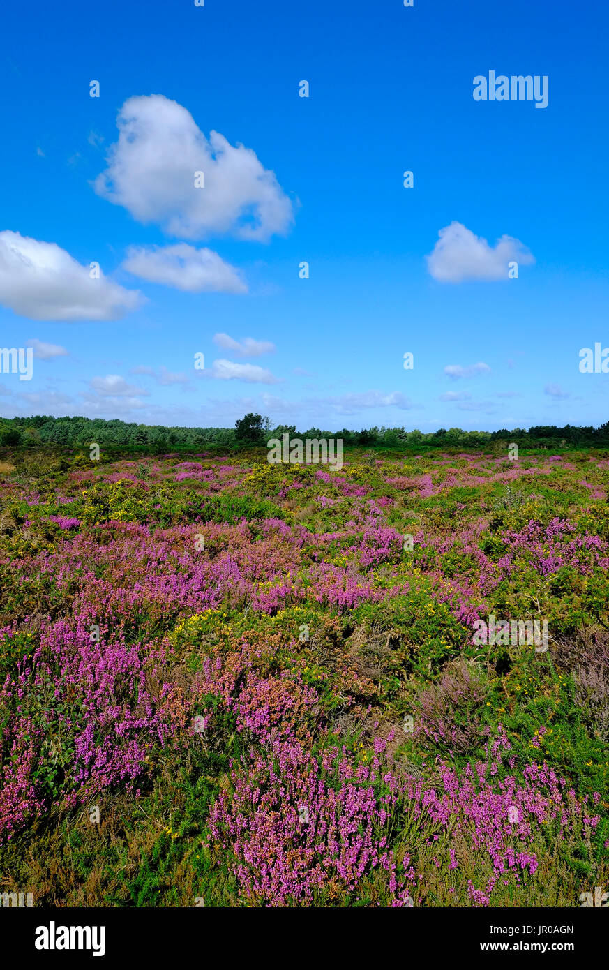 La lande à kelling heath, North Norfolk, Angleterre Banque D'Images