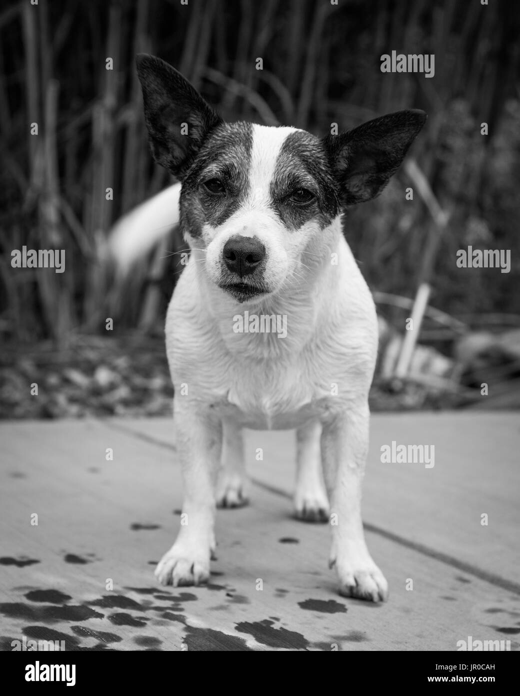 Jack Russell Terrier chien avec queue menaçant et en regardant la caméra. Banque D'Images