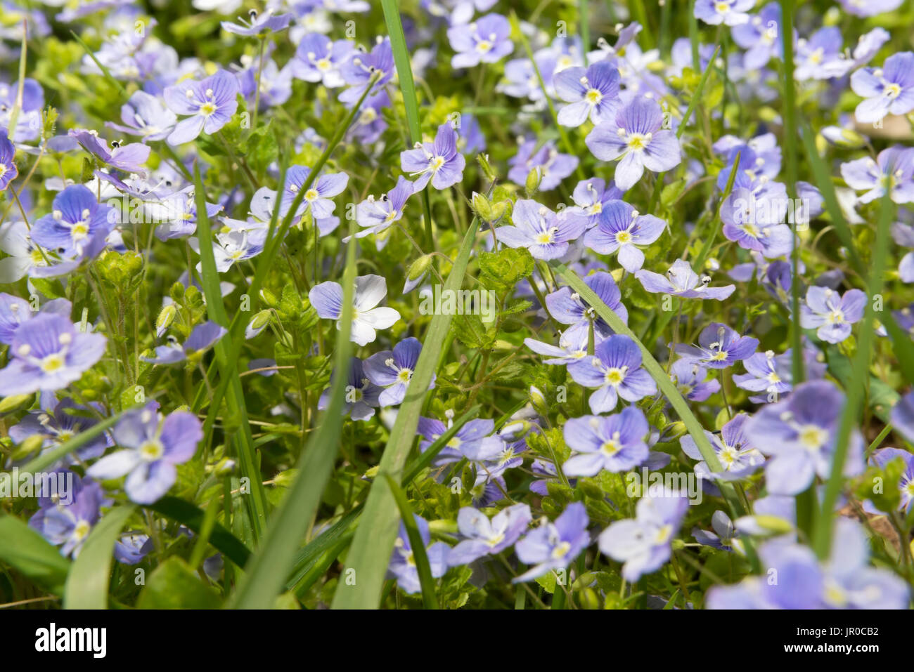 Au printemps en fleurs forêt Hepatica nobilis Banque D'Images