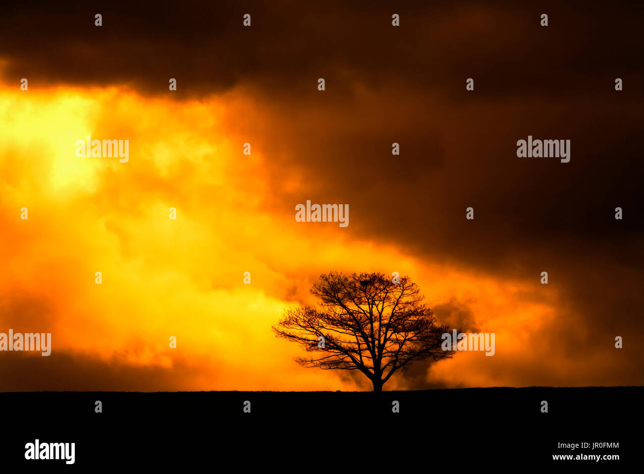 Silhouette d'Arbre de chêne par l'or et le noir les nuages de tempête ; Milford, Nova Scotia, Canada Banque D'Images