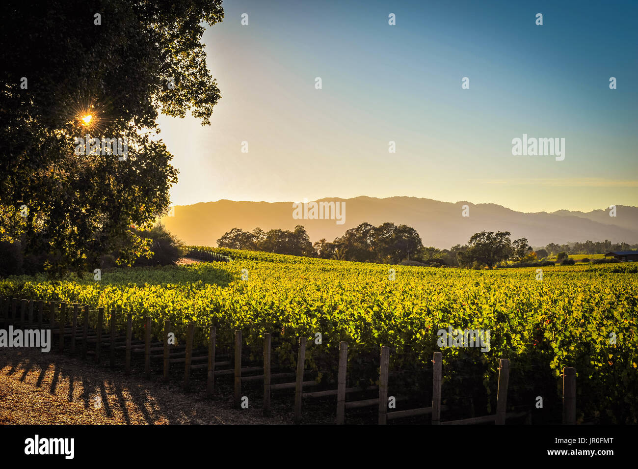 Napa Valley en Californie, le 3 octobre 2010 : le coucher du soleil la lumière sur les vignobles soigneusement entretenus méticuleusement comme la saison de la récolte commence en vin de pays. Banque D'Images