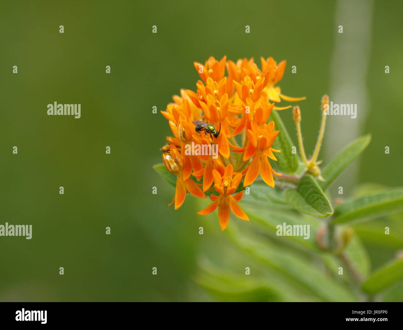 Wasp vert métallique sur l'orange blossoms Banque D'Images