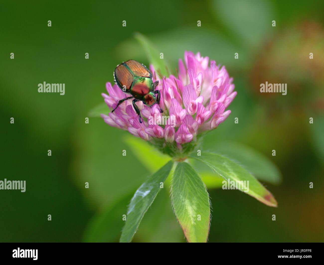 Le scarabée japonais clover bloom close up Banque D'Images
