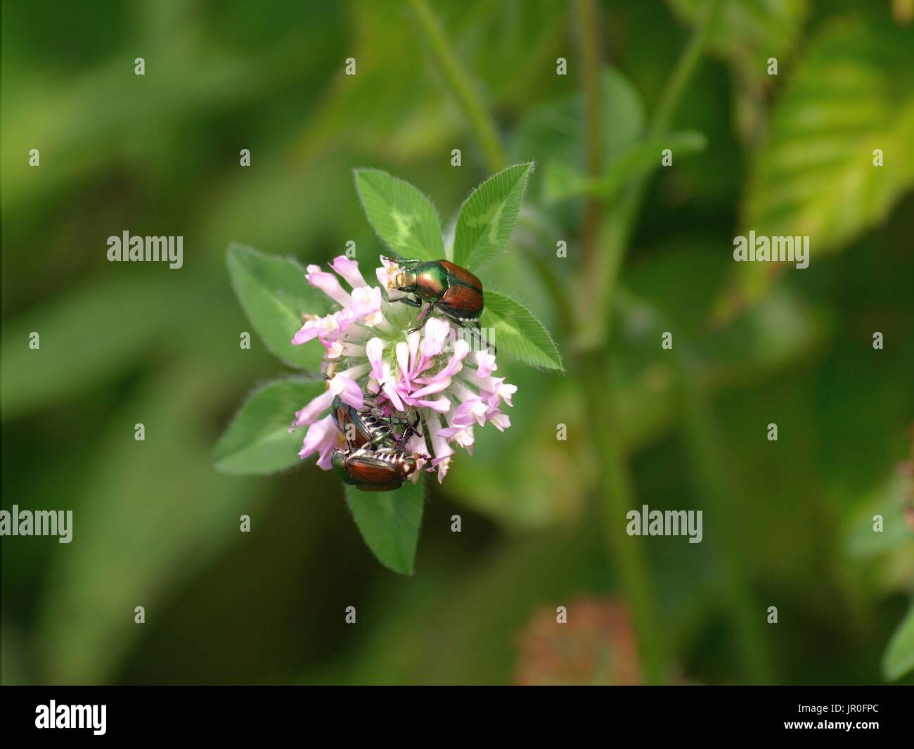 Les scarabées japonais sur bloom Banque D'Images