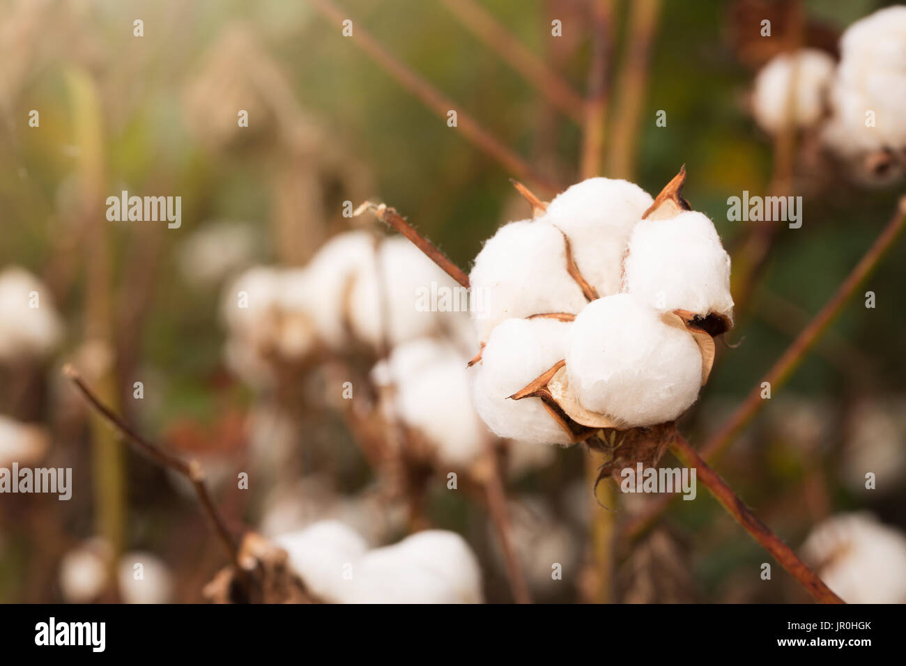Capsules de coton dans un champ Banque D'Images