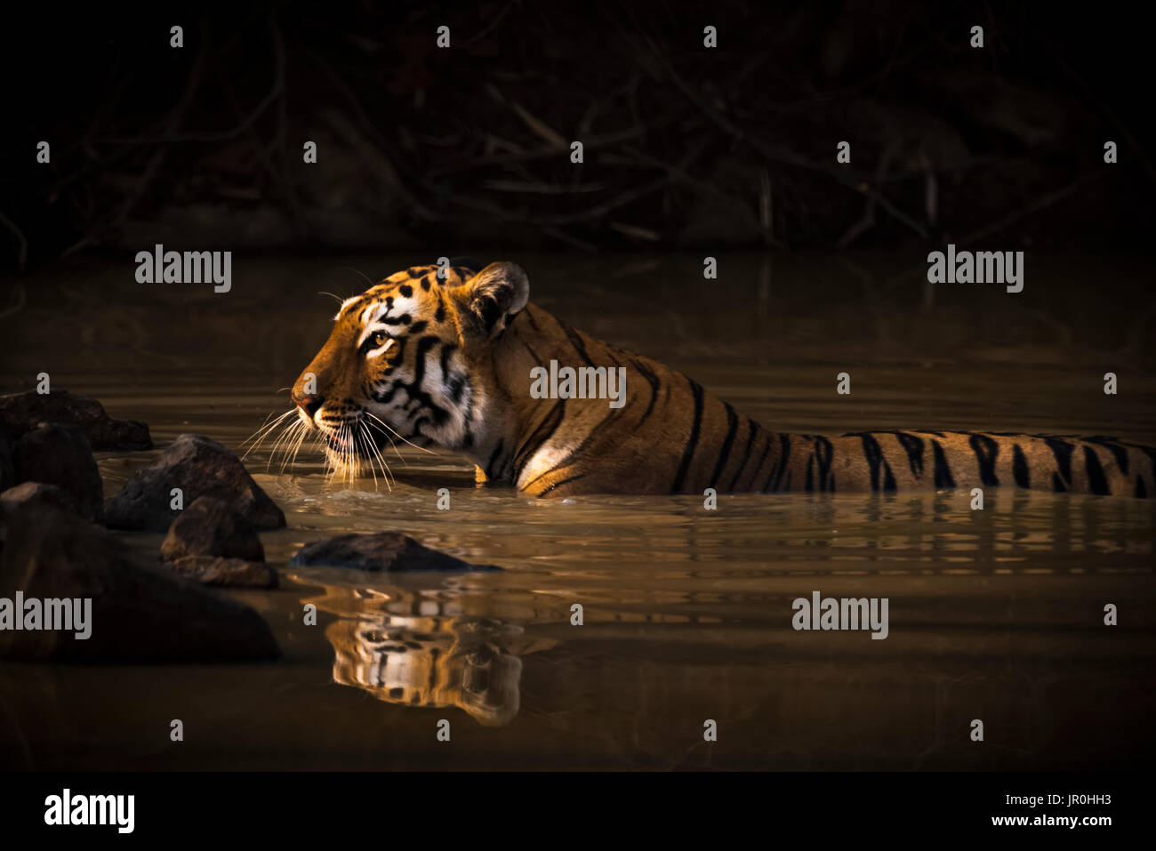 Un tigre du Bengale (Panthera tigris tigris) dans la lumière du soleil dans un trou d'eau entouré de zones d'ombre ; Chandrapur, Maharashtra, Inde Banque D'Images