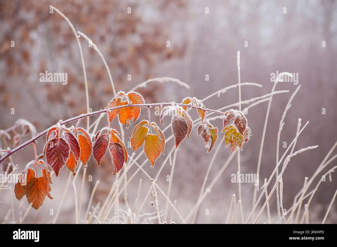 Cerclée de gel Bramble les feuilles et le gazon ; Nova Scotia, Canada Banque D'Images