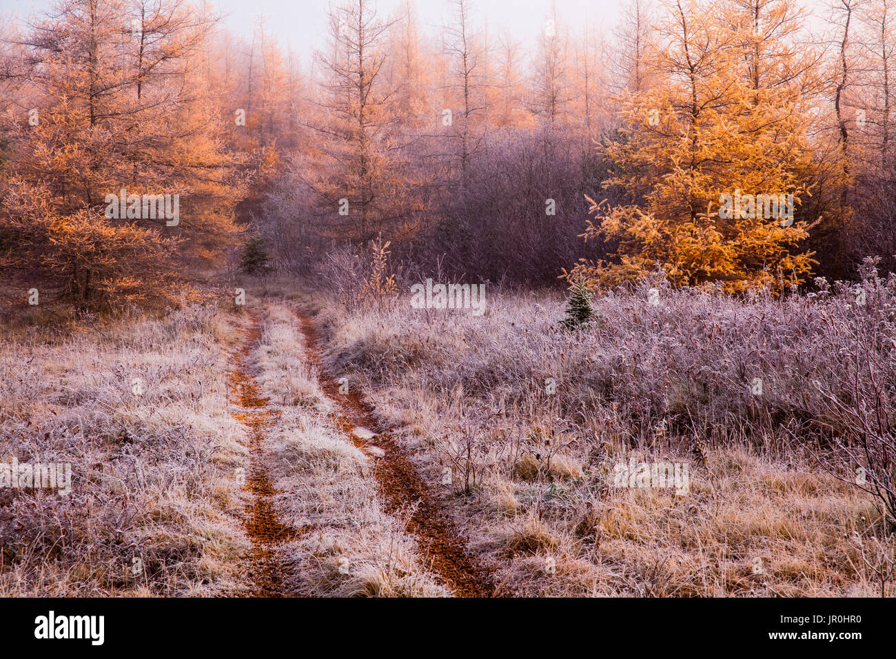 Tôt le matin sur un vieux champ dépoli avec les mélèzes d'or, Enfield, Nouvelle-Écosse, Canada Banque D'Images