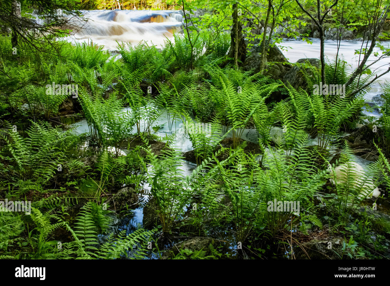 Les fougères à la cannelle printemps inondé bord de la rivière Liscomb, près de la frontière de l'Liscomb Game Sanctuary ; Nova Scotia, Canada Banque D'Images