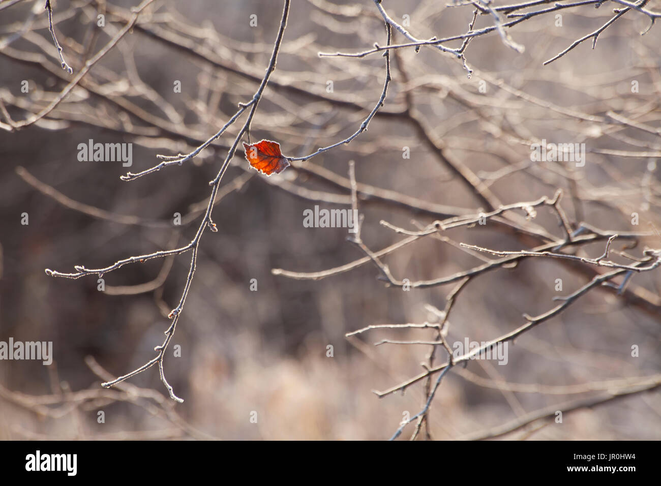 Une petite feuille rouge reste sur un arbre sans feuilles en automne ; Oakfield, Nova Scotia, Canada Banque D'Images