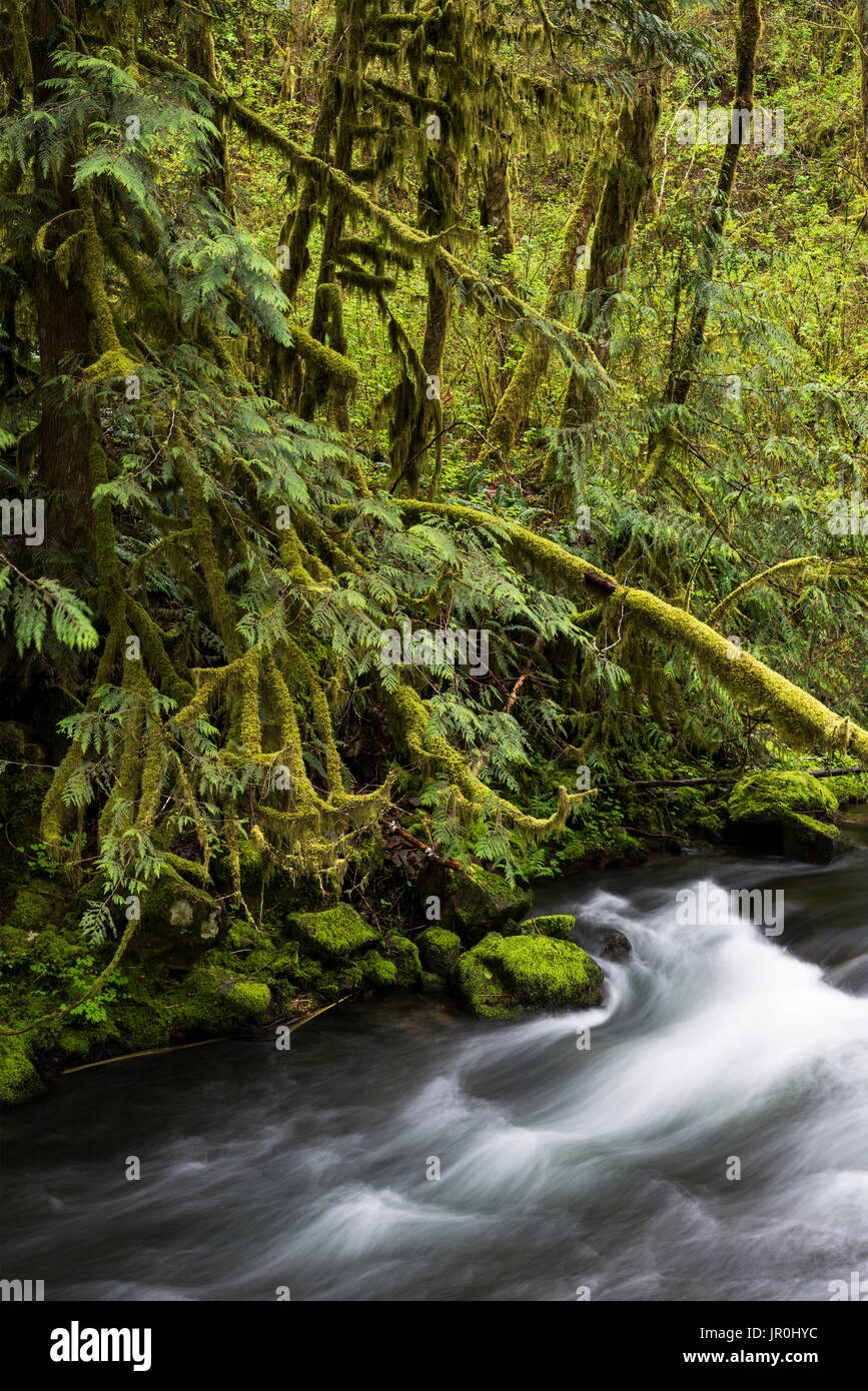 Flux du ruisseau côté echillais, à travers la forêt ; Jewell, Oregon, United States of America Banque D'Images