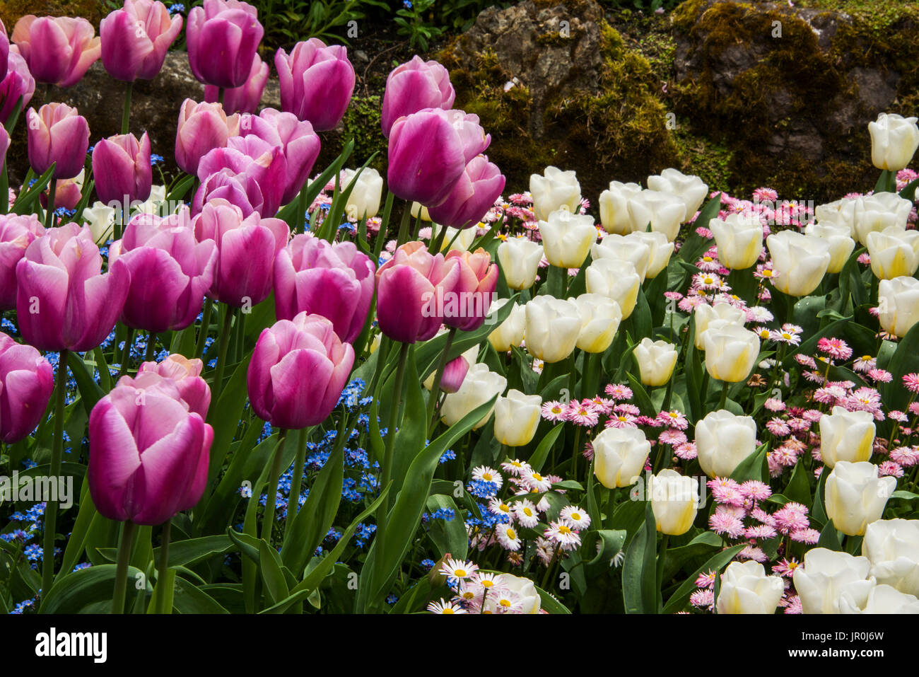 Portrait de fleurs à Butchart Gardens, Victoria, Colombie-Britannique, Canada Banque D'Images