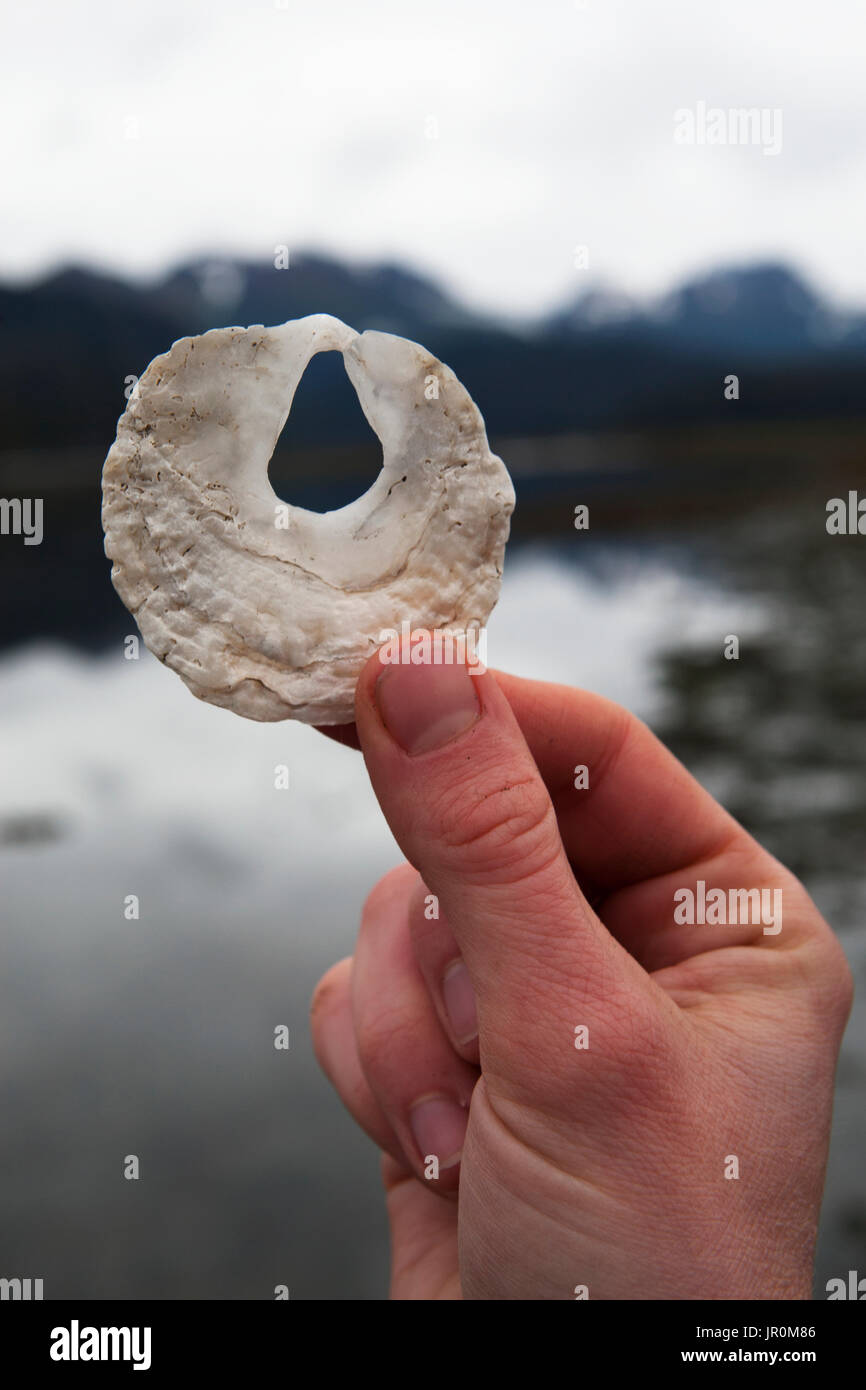 Une main tient une coquille blanche avec un trou au milieu, au bord de l'eau ; l'Alaska, États-Unis d'Amérique Banque D'Images