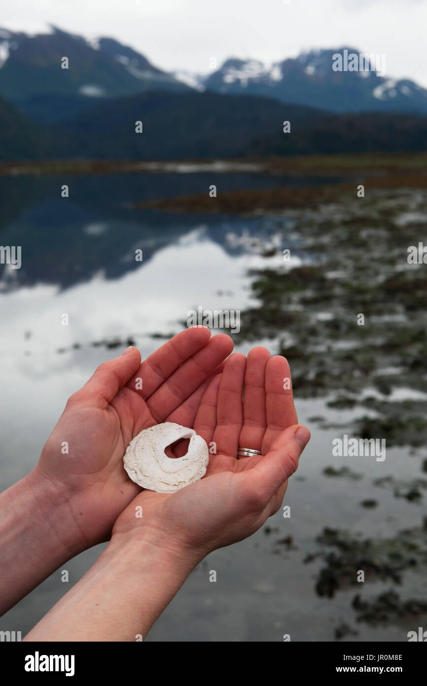 Main tenant une coquille blanche avec un trou au milieu, au bord de l'eau ; l'Alaska, États-Unis d'Amérique Banque D'Images