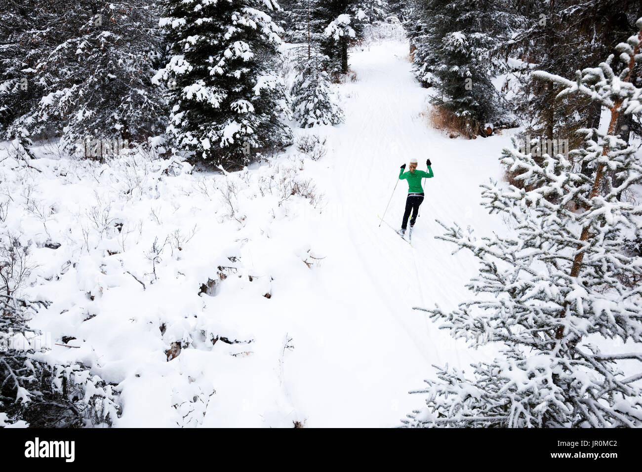 Ski de fond sur un sentier à travers une forêt ; Homer, Alaska, United States of America Banque D'Images