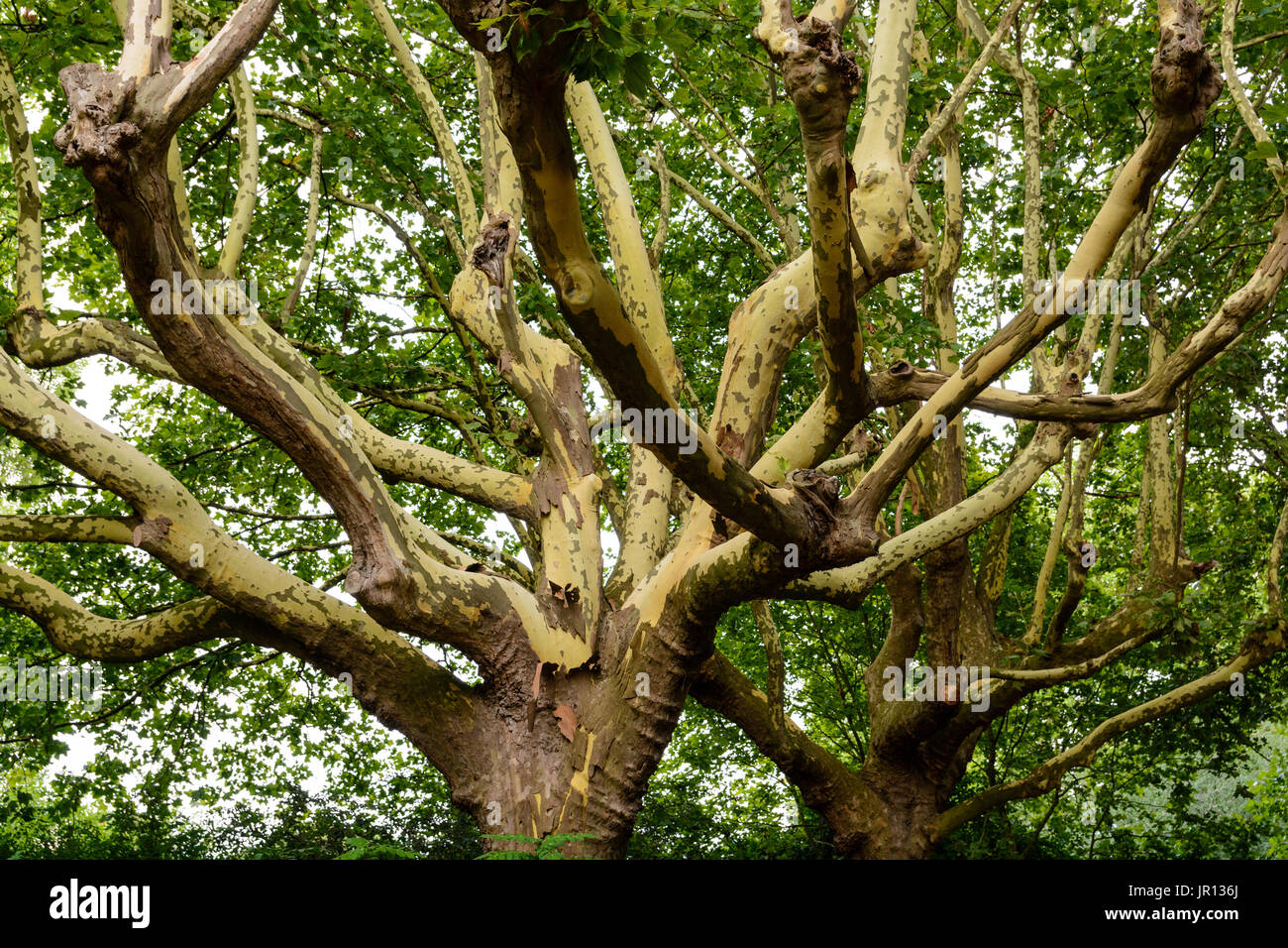Vue de dessous d'un platane avec épluchage écorces qui se détache et révèle une écorce interne de couleur crème. Banque D'Images