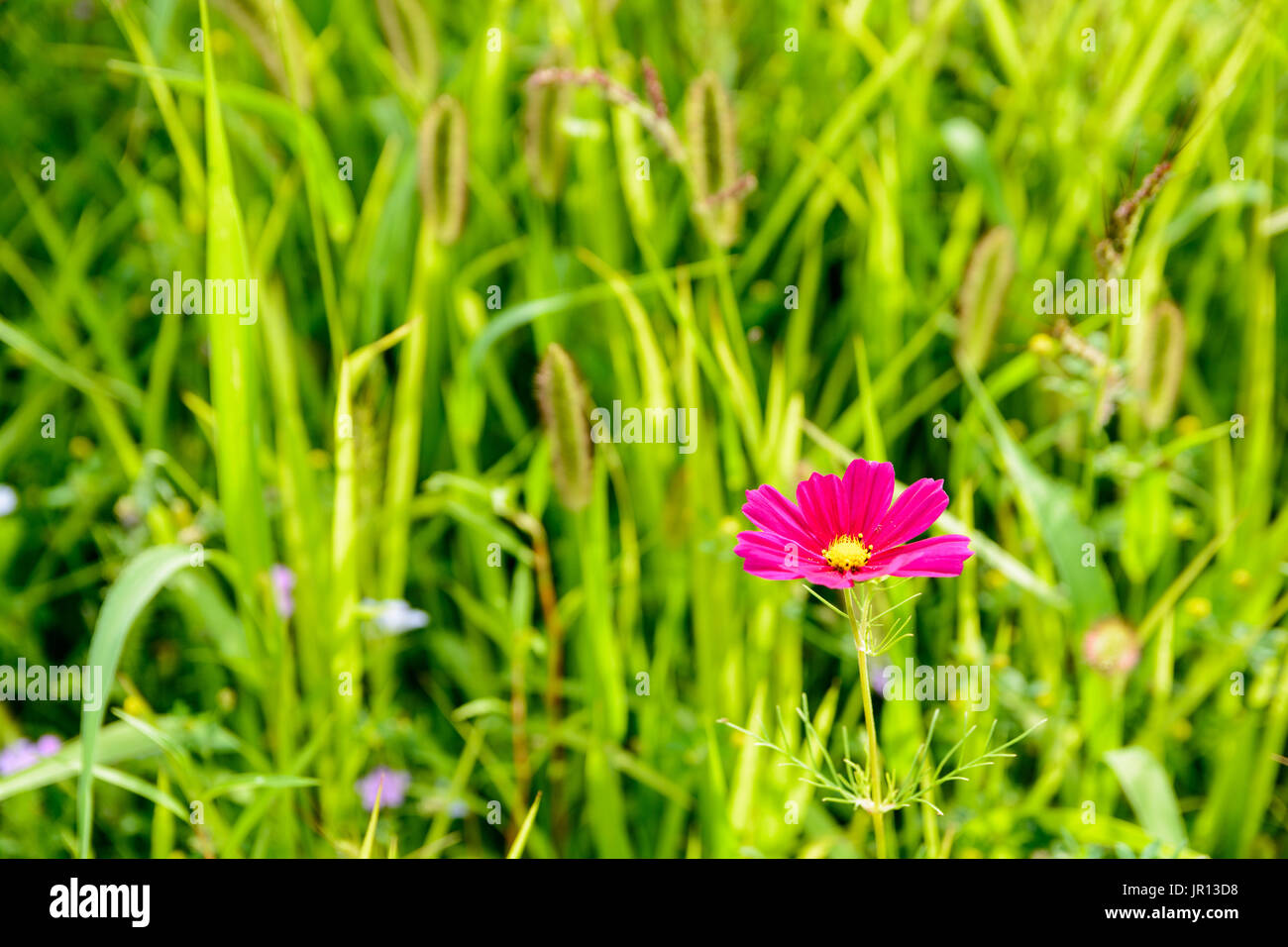 Fleur rose vif Cosmos contre un arrière-plan flou vert prairie. Banque D'Images
