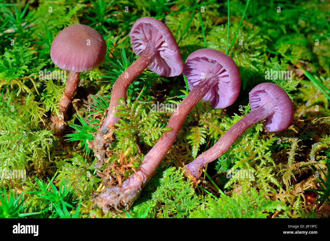 (Laccaria amethystina Mousseron violet), de l'habitat : forêts humides de conifères et les bêtes. Pyrénées, France Banque D'Images