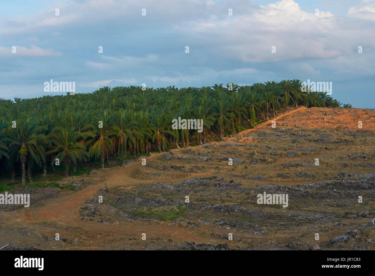 African Oil Palm Tree Elaeis Guineensis Banque De Photographies Et Dimages à Haute Résolution 7645