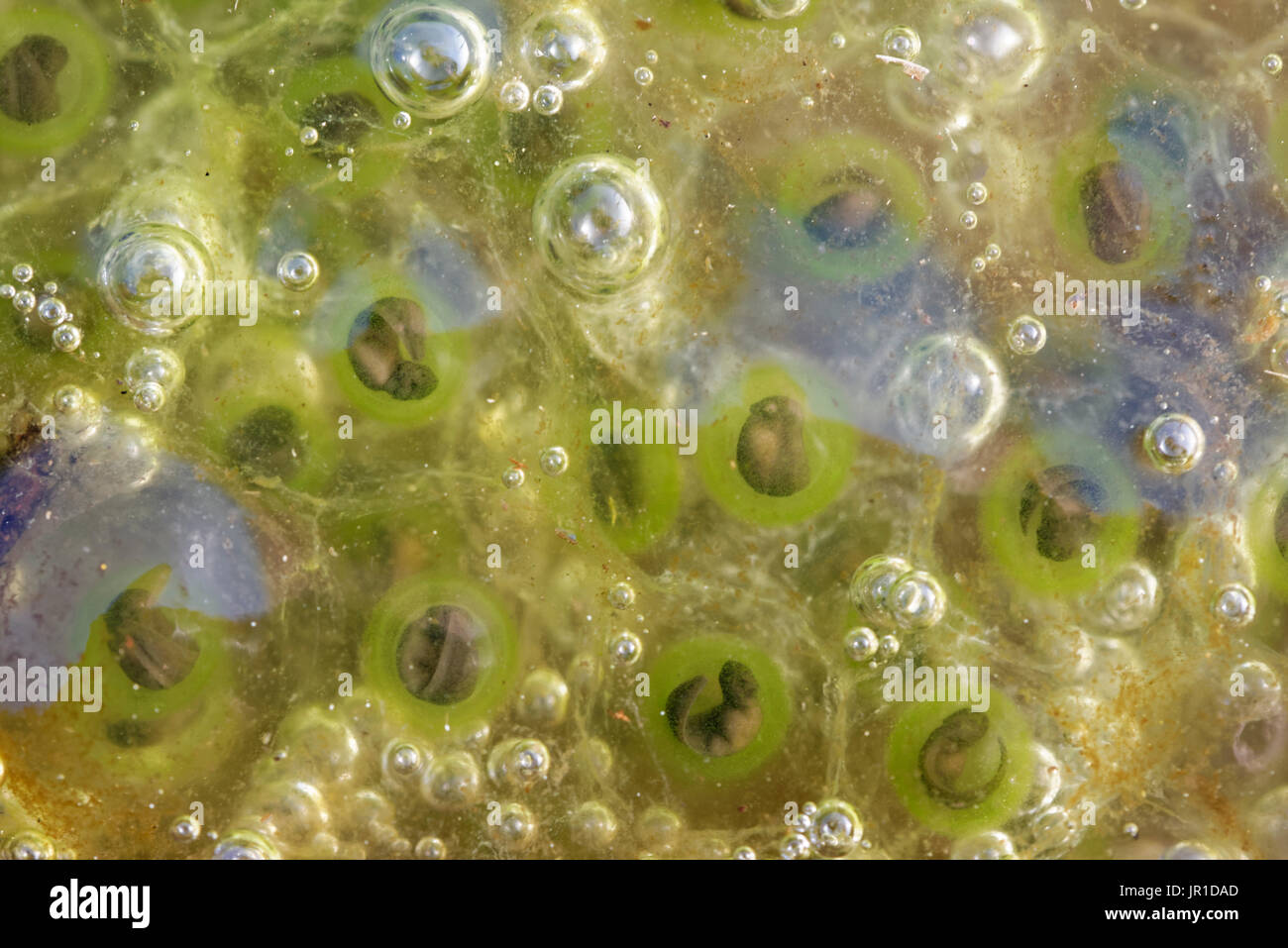 Agile Frog Rana Dalmatina Ranidae Banque d'image et photos Alamy — free download