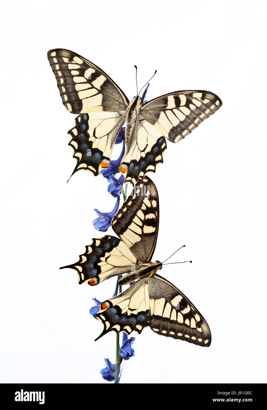 Ancien monde Papilio machaon) sur fond blanc Banque D'Images