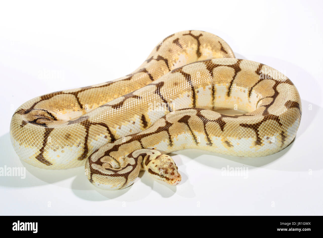 Pythons royaux Banque de photographies et d’images à haute résolution ...